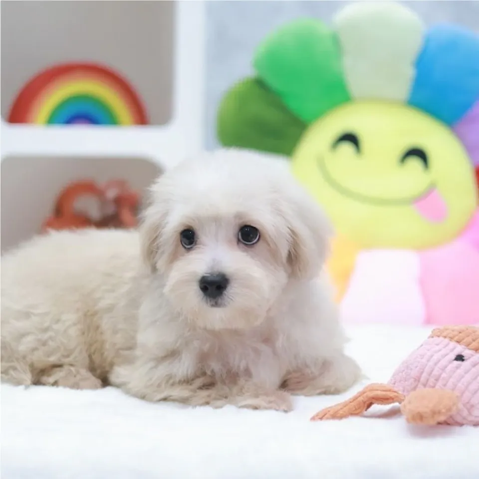 Teh Peng, a Maltipoo puppy placed with a Singapore family