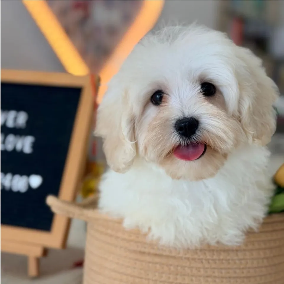 Tofu, apricot maltipoo puppy for sale in Singapore