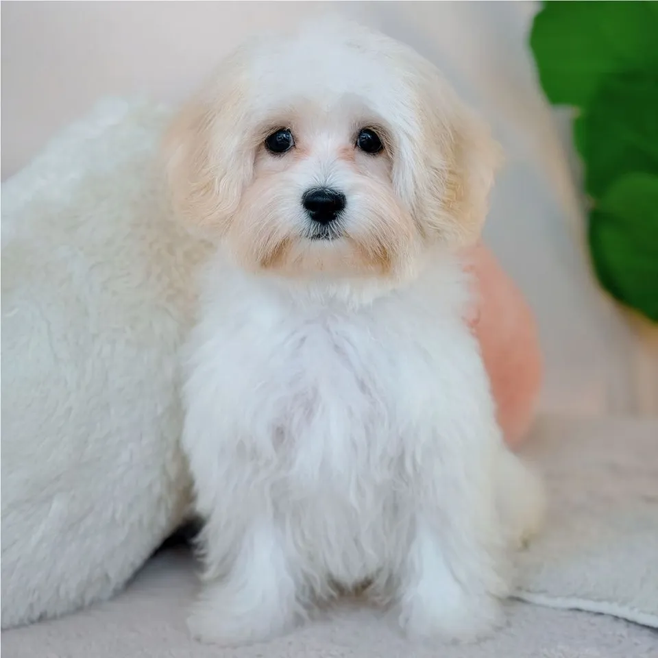 Rojak, apricot maltipoo puppy for sale in Singapore