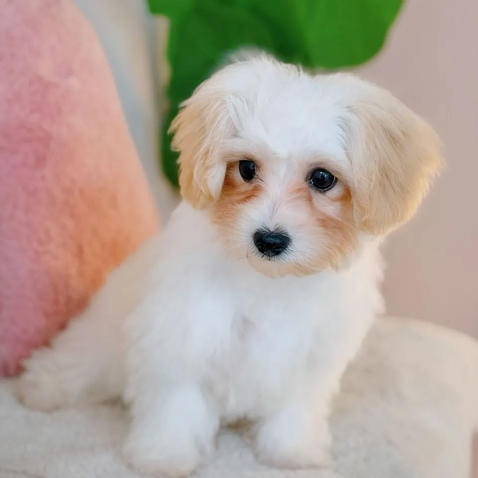 Boon Boon, apricot maltipoo puppy for sale in Singapore