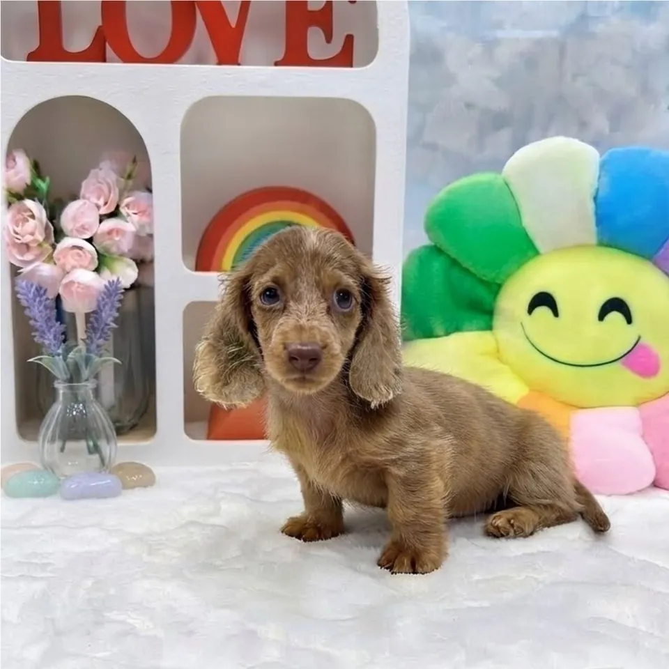 Dapple Dachshund puppy, a Dachshund puppy placed with a Singapore family