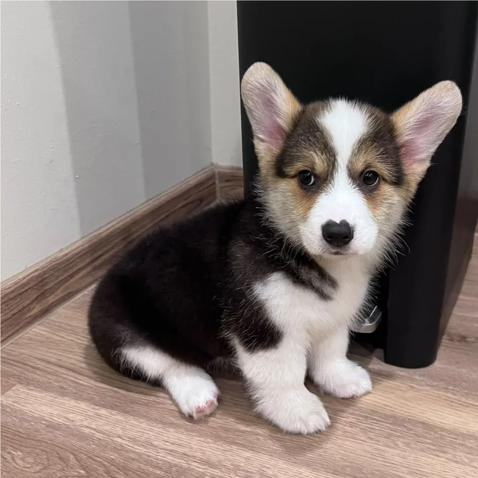Jia Jia, a Corgi puppy placed with a Singapore family