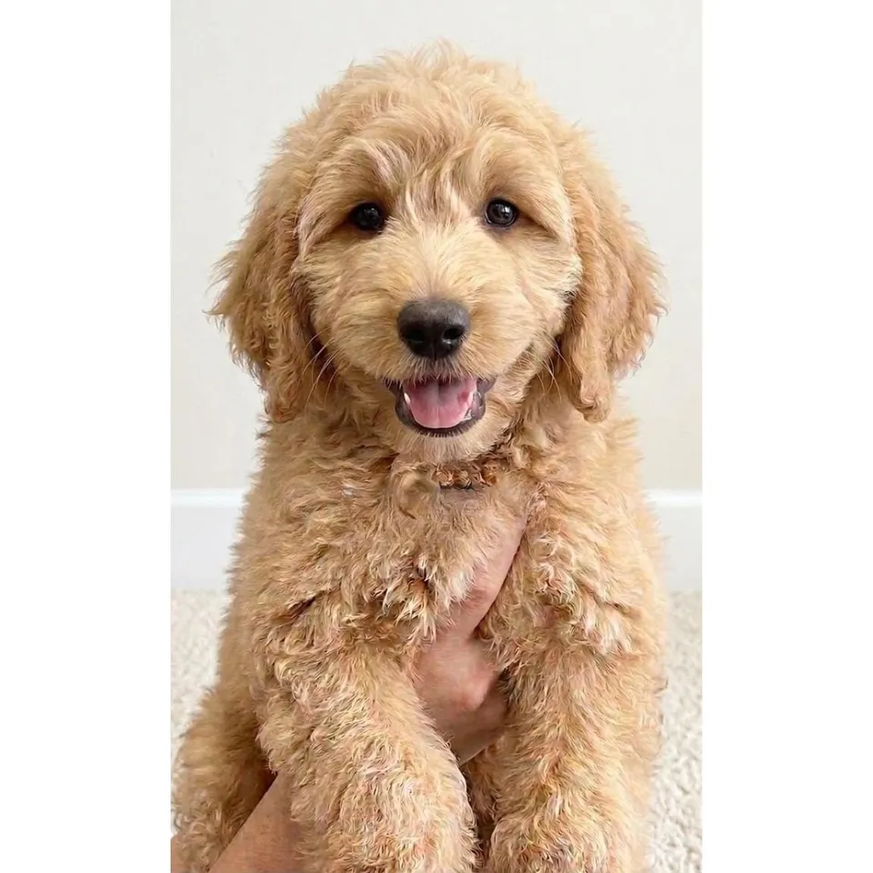 Ong Ong, golden goldendoodle puppy for sale in Singapore
