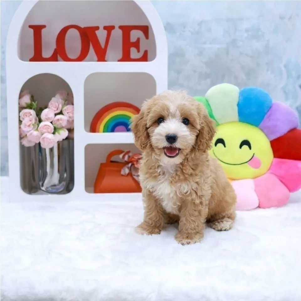 Le Le, a Cavapoo puppy placed with a Singapore family
