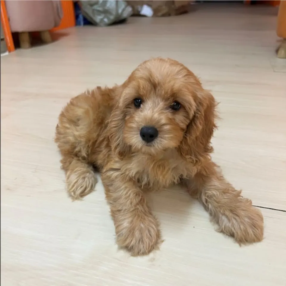 Xing Xing, a Cavapoo puppy placed with a Singapore family