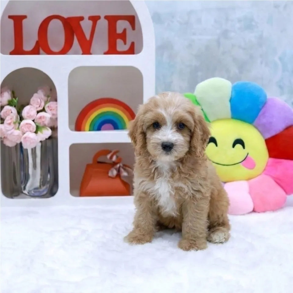 Tian Tian, a Cavapoo puppy placed with a Singapore family