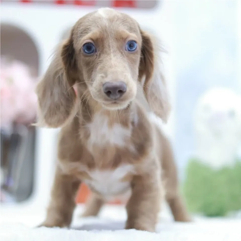 Yue Yue, golden dachshund puppy for sale in Singapore