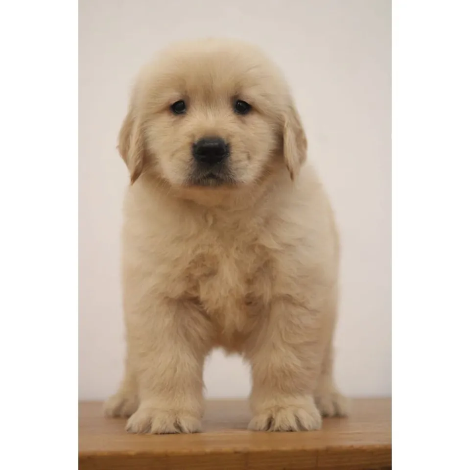 Siew Mai, golden retriever puppy for sale in Singapore