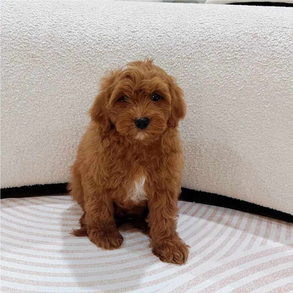 Tau Huay, red white cavapoo puppy for sale in Singapore