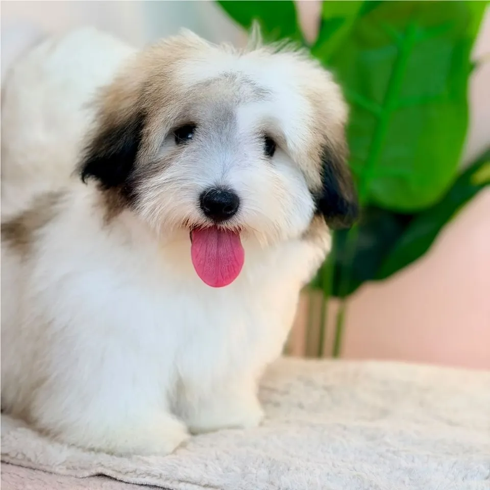 Yishun, a Coton de Tulear puppy placed with a Singapore family