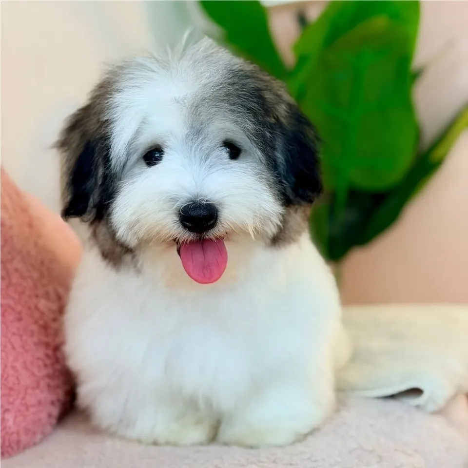 Clementi, a Coton de Tulear puppy placed with a Singapore family