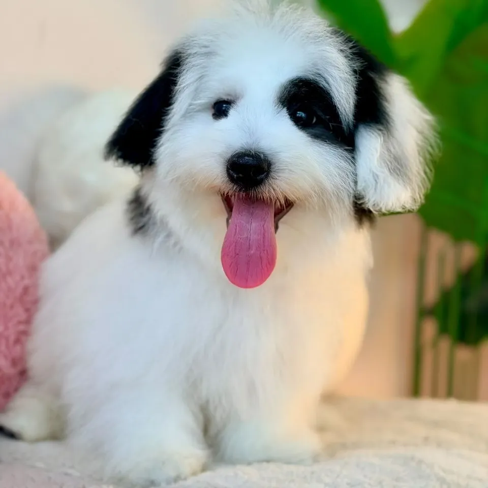 Tampines, a Coton de Tulear puppy placed with a Singapore family