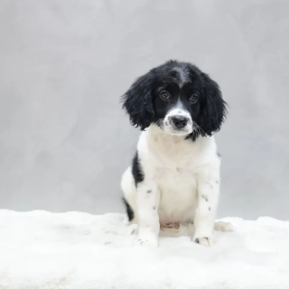 Mochi, black white goldendoodle puppy for sale in Singapore