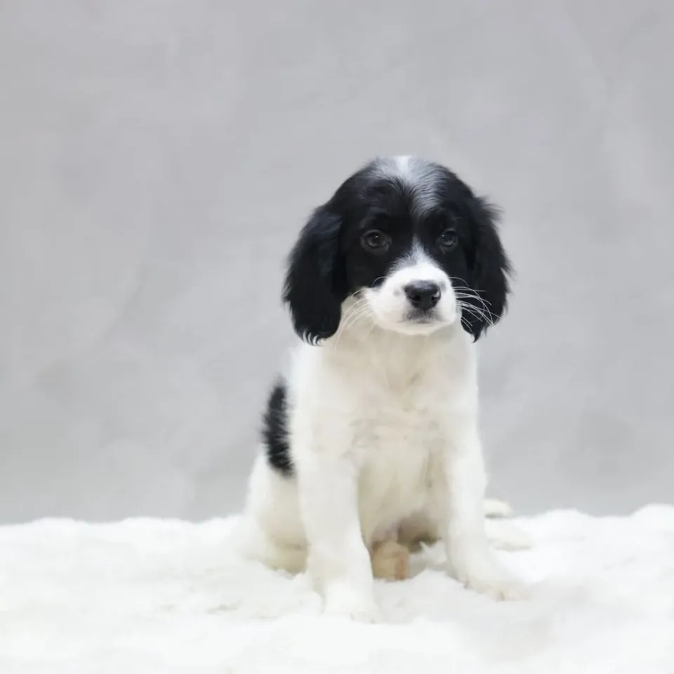 Chendol, black white goldendoodle puppy for sale in Singapore