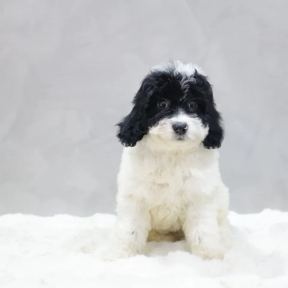 Otah, black white goldendoodle puppy for sale in Singapore