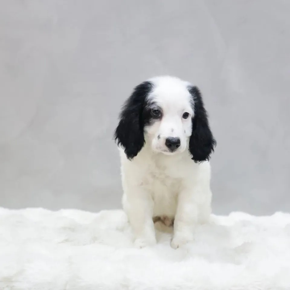 Satay, black white goldendoodle puppy for sale in Singapore