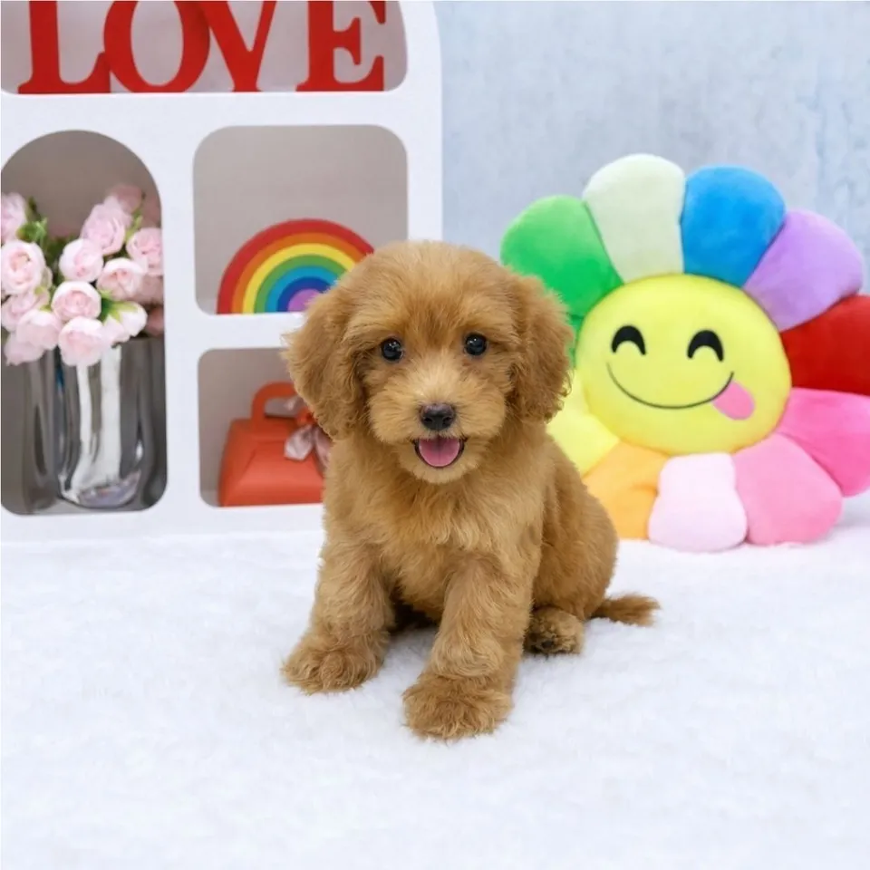 Bandung, apricot cavapoo puppy for sale in Singapore
