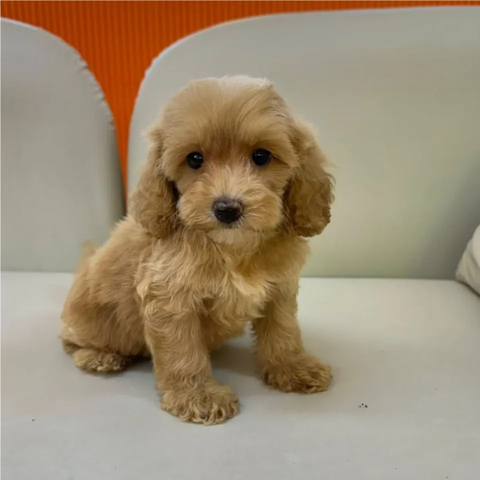 Pandan, a Cavapoo puppy placed with a Singapore family