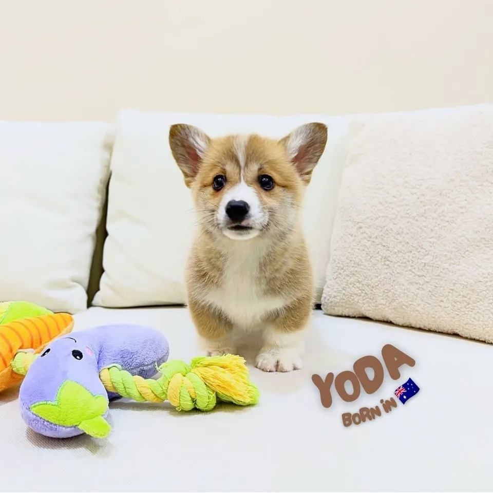 Butterfly, sable corgi puppy for sale in Singapore