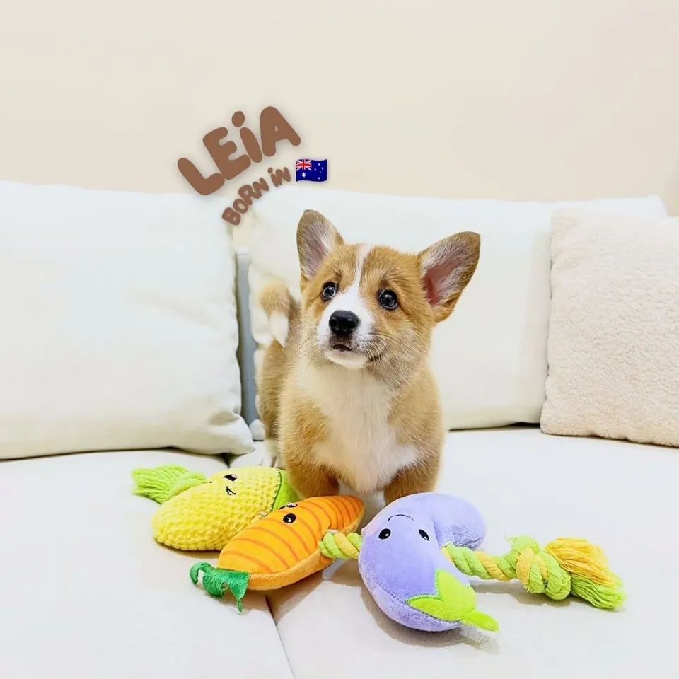 Sugee, sable corgi puppy for sale in Singapore