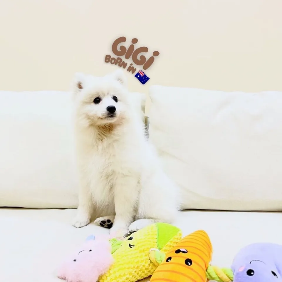 Peng Peng, white japanese spitz puppy for sale in Singapore