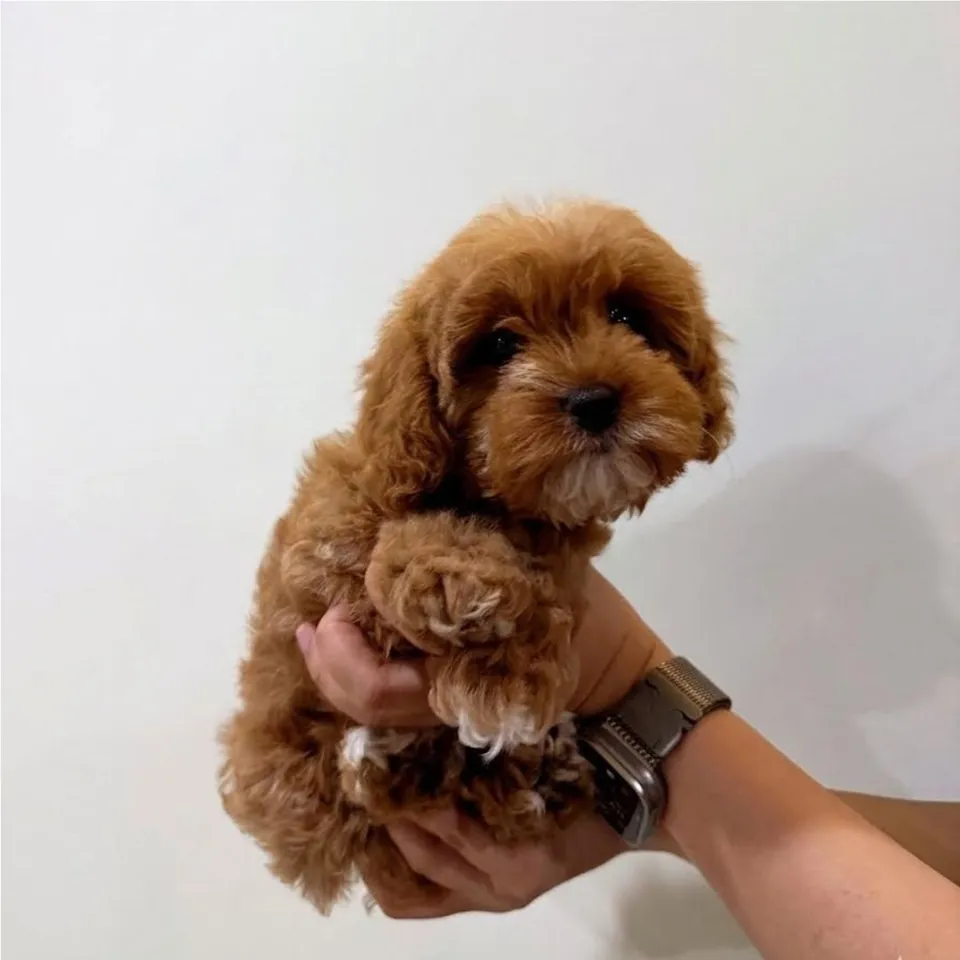 Muah Chee, apricot cavapoo puppy for sale in Singapore