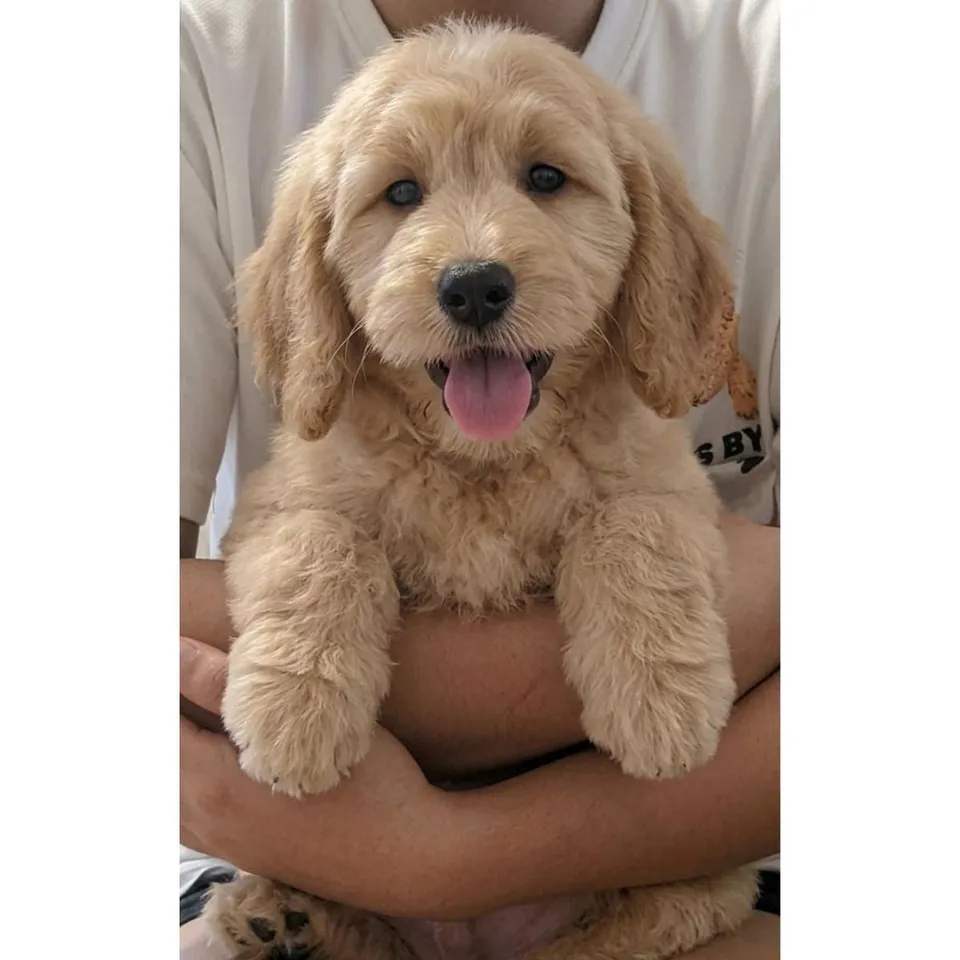 Cream Brown Goldendoodle puppy, cream brown goldendoodle puppy for sale in Singapore