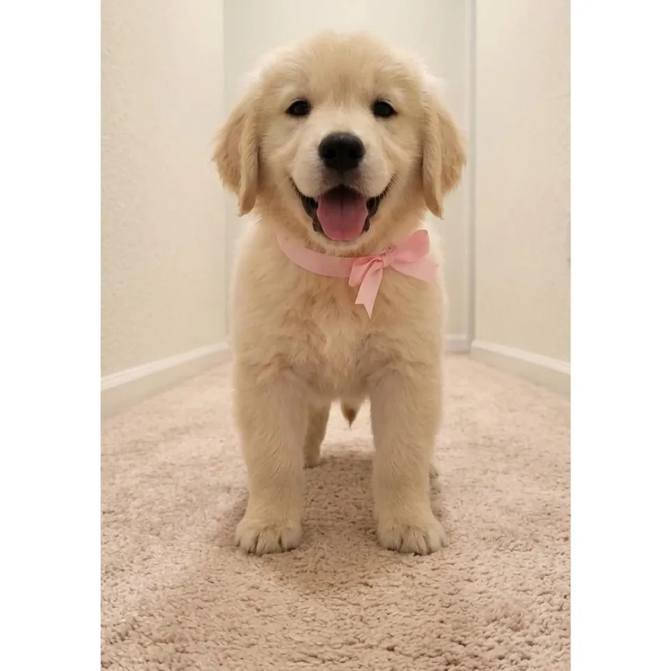 Cream Golden Retriever puppy, cream golden retriever puppy for sale in Singapore