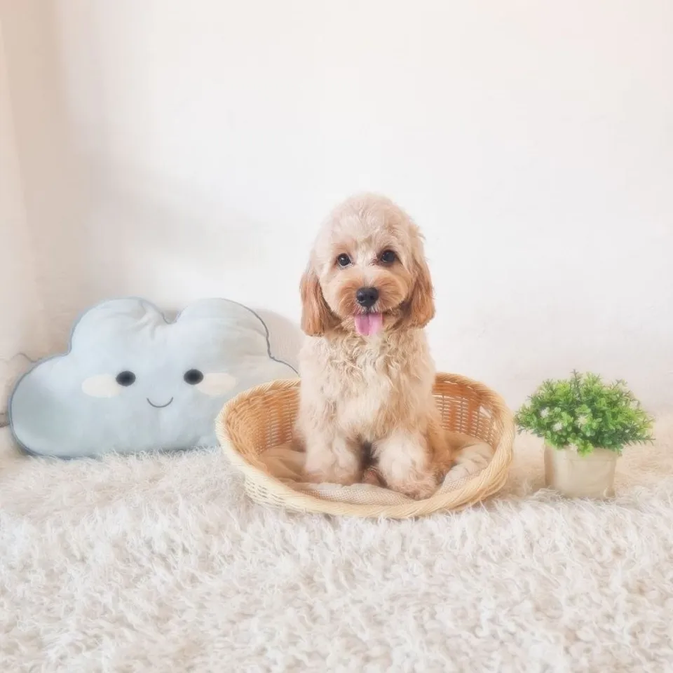 Apricot Cavapoo puppy, apricot cavapoo puppy for sale in Singapore