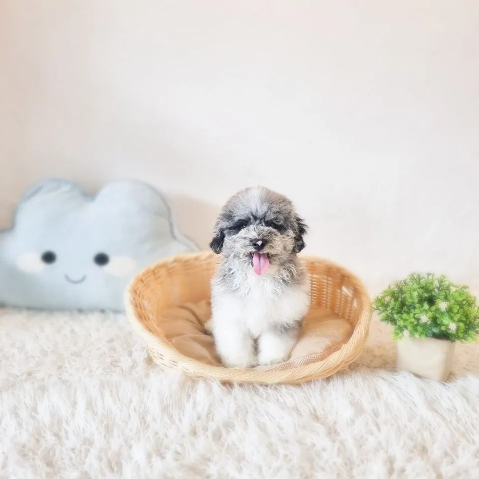 Merle Poochon puppy, merle poochon puppy for sale in Singapore