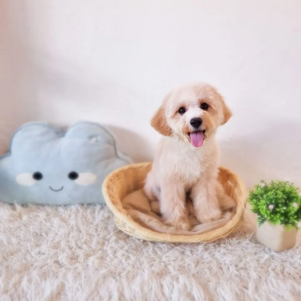 Apricot Cavachon puppy, apricot cavachon puppy for sale in Singapore