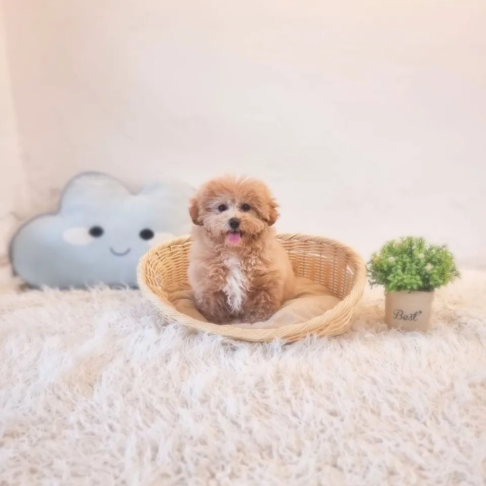 Apricot Maltipoo puppy, apricot maltipoo puppy for sale in Singapore