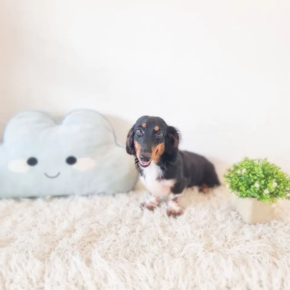 Black Tan Dachshund puppy, black tan dachshund puppy for sale in Singapore