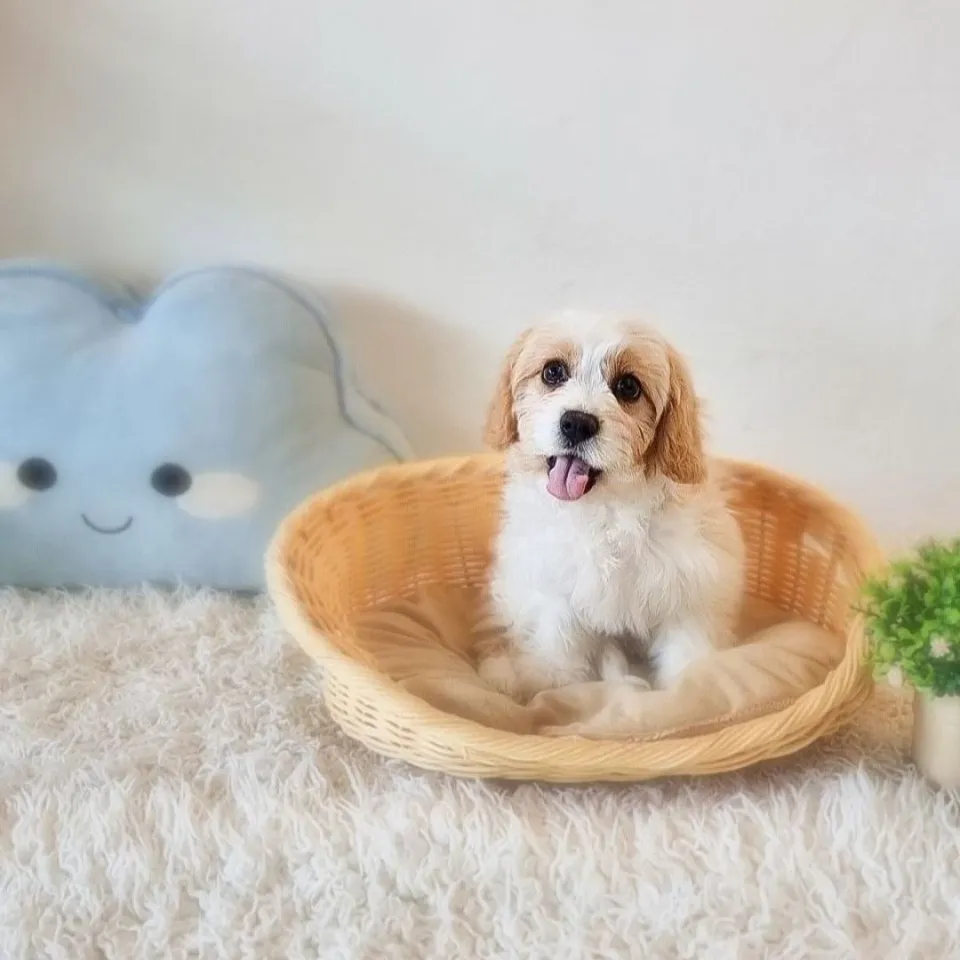 Blenheim Cavachon puppy, blenheim cavachon puppy for sale in Singapore