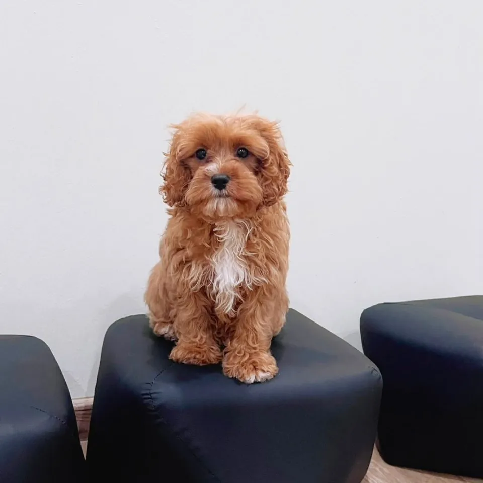 Brown White Cavapoo puppy, brown white cavapoo puppy for sale in Singapore
