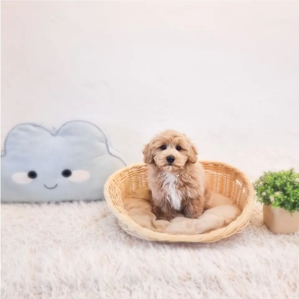 Apricot White Maltipoo puppy, apricot white maltipoo puppy for sale in Singapore