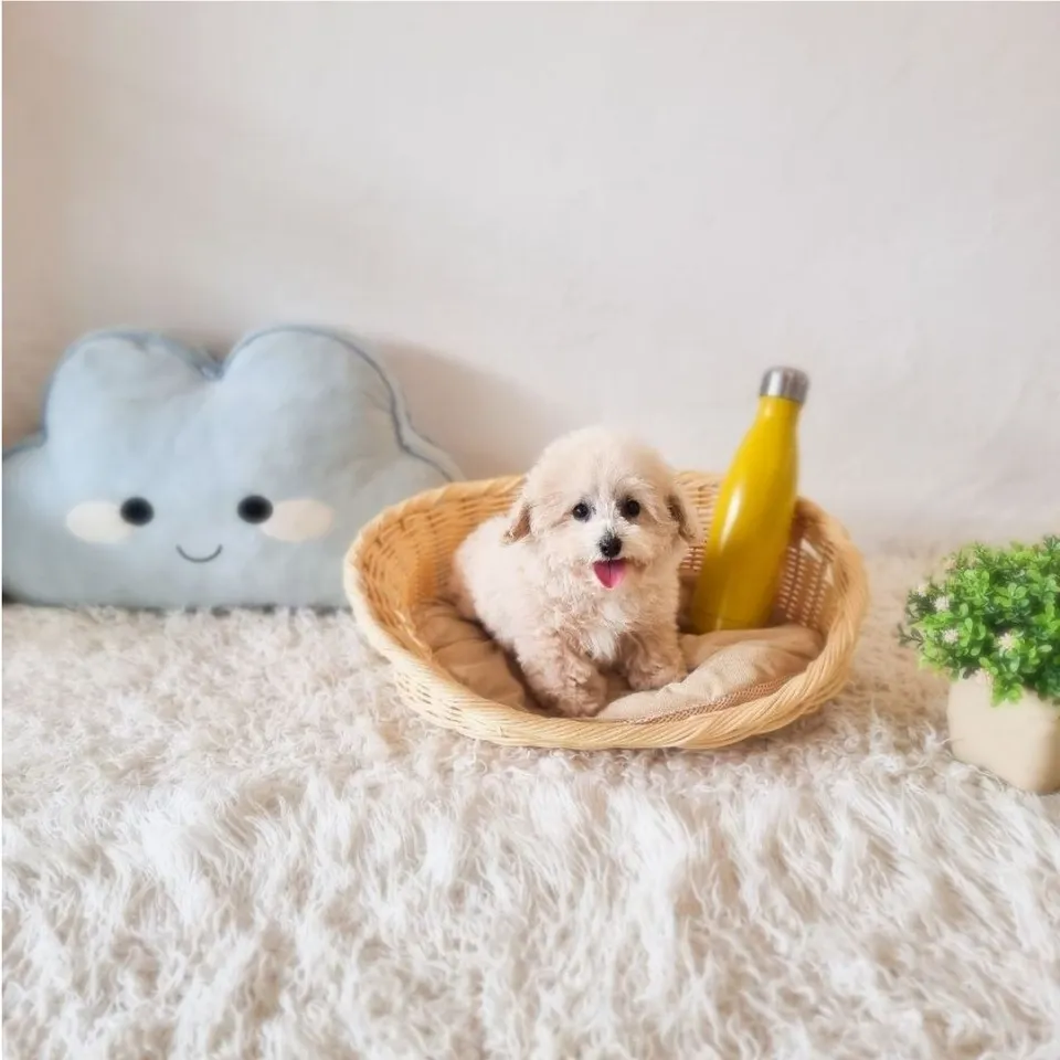 Cream Poochon puppy, cream poochon puppy for sale in Singapore