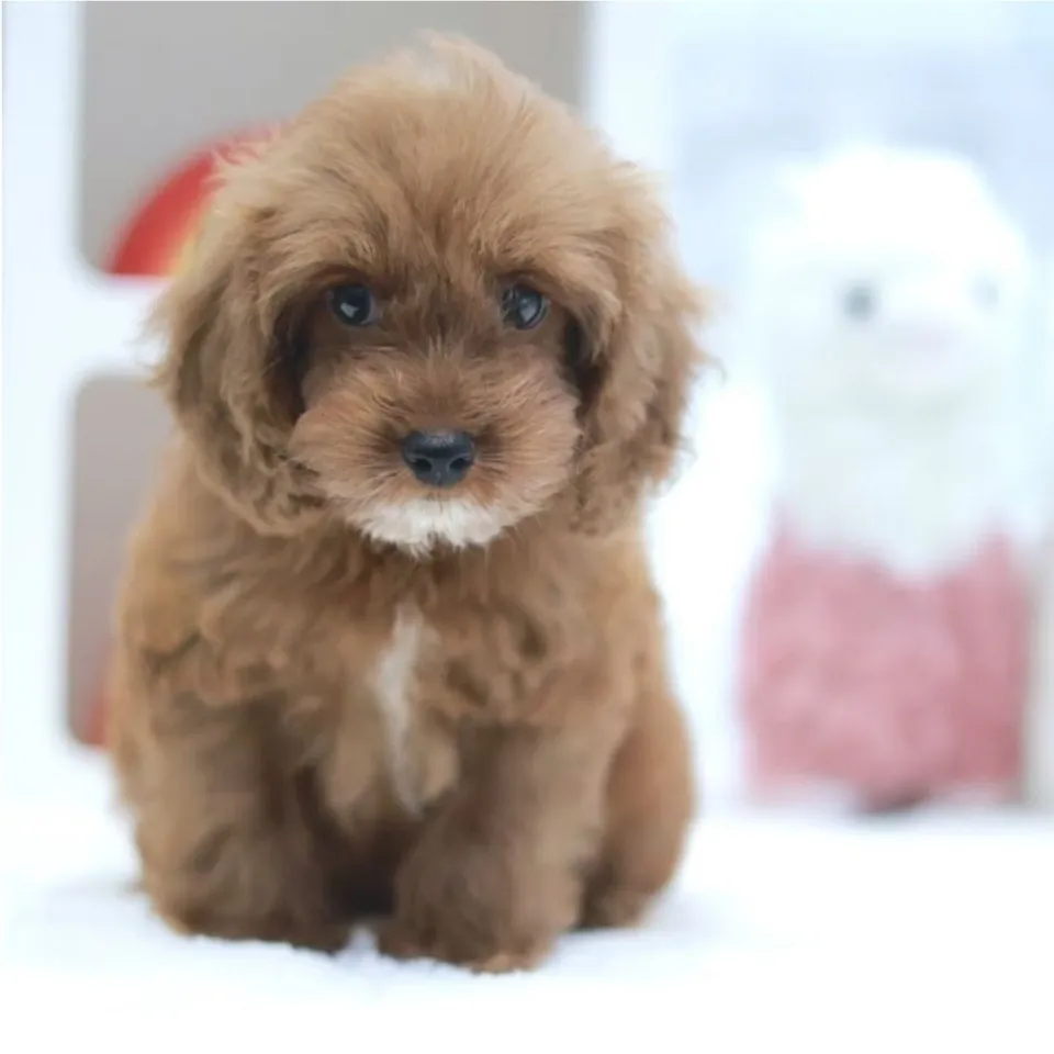 Apricot Cavapoo puppy, apricot cavapoo puppy for sale in Singapore