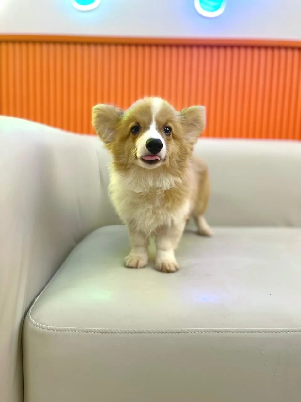 Red White Corgi puppy, a Corgi puppy placed with a Singapore family